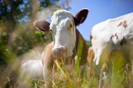 Biggvet Produtos Veterinrios - 